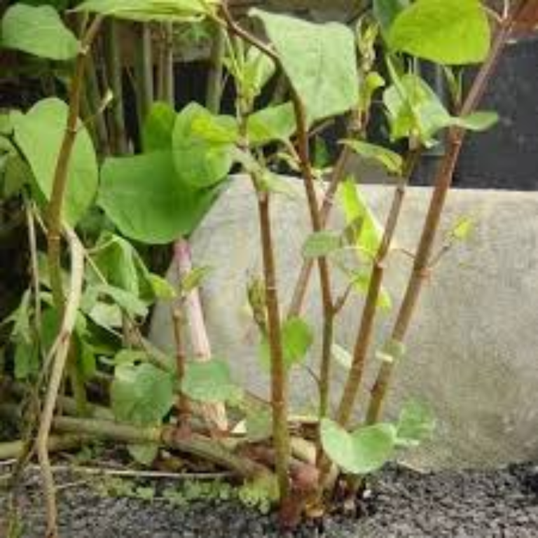 japanese knotweed